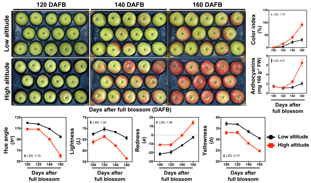 代谢组蛋白组不同海拔条件对苹果果皮成熟的影响