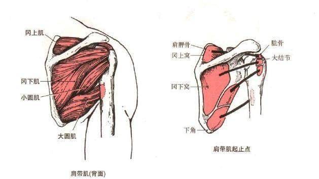 肩袖肌群是有(冈上肌(冈下肌(大小圆肌(肩胛下肌)这几块肌肉组成