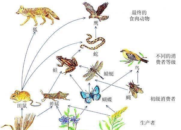 目前已知地球上有数百万个物种,大家都处在一张食物网里,既有天敌的