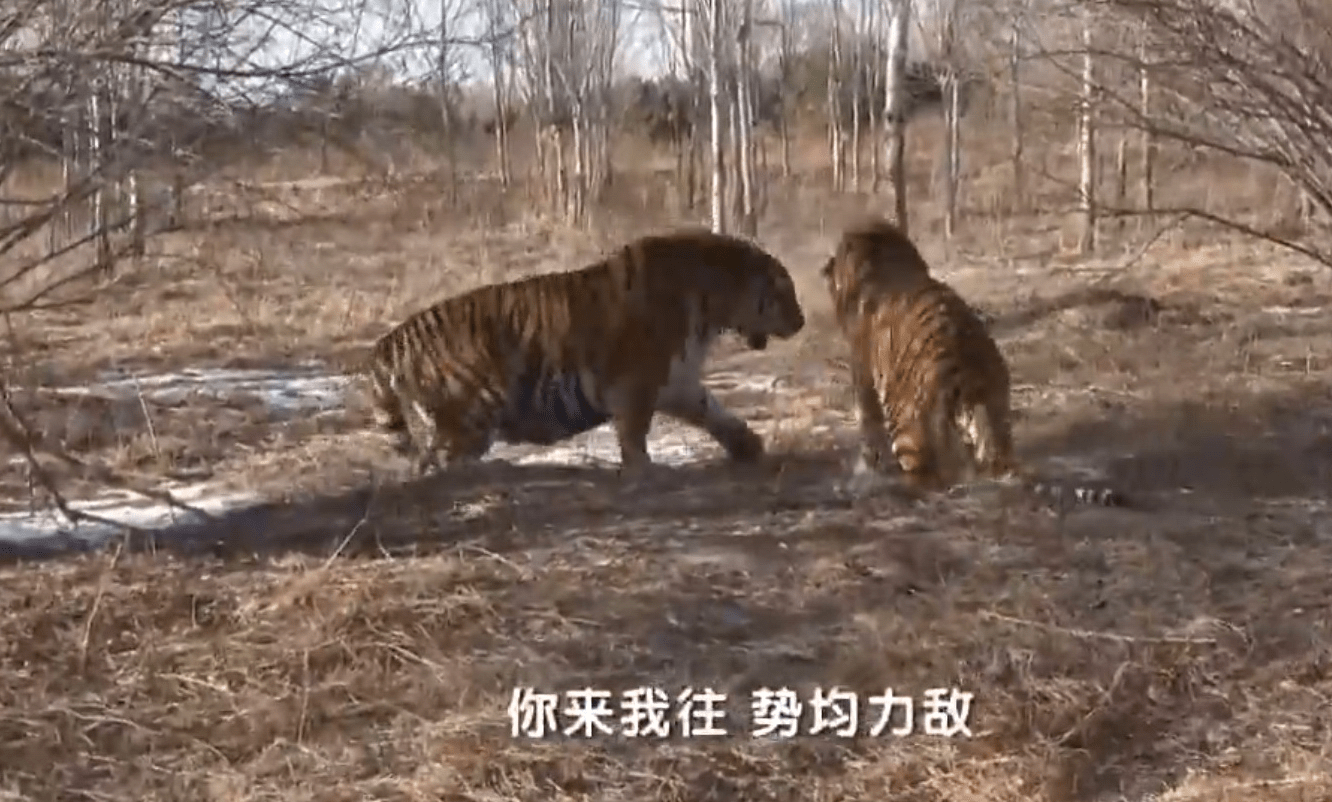 野生动物专家刘丹野化训练东北虎,训练虎崽,让东北虎重返山林_老虎