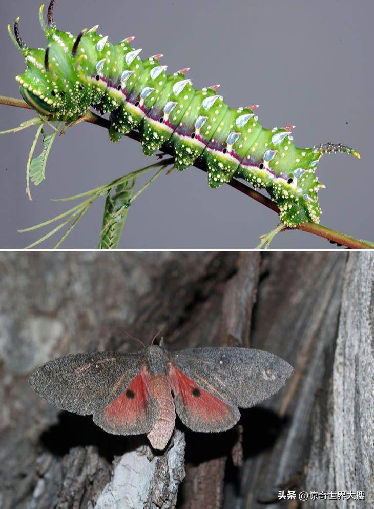 玉米天蚕蛾(io moth,幼虫阶段似乎和小时候玩的洋辣子有点相似.
