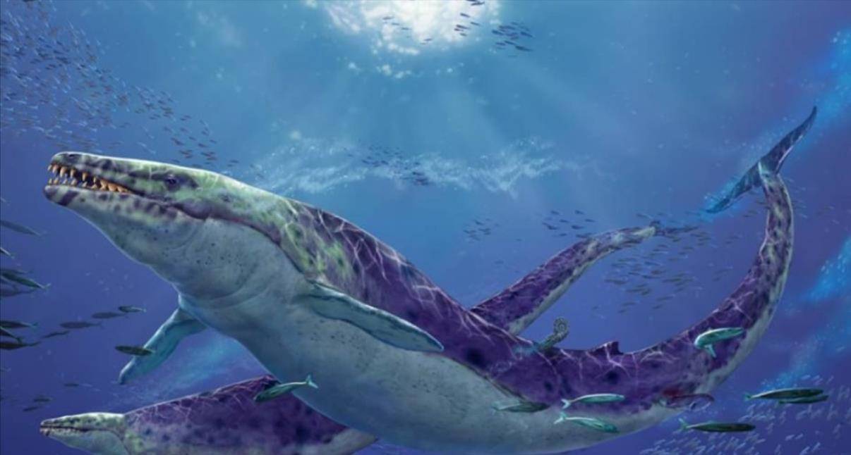 尖牙利齿身长17米,3600万年前海里的"龙王"_化石_蜥蜴_古生物