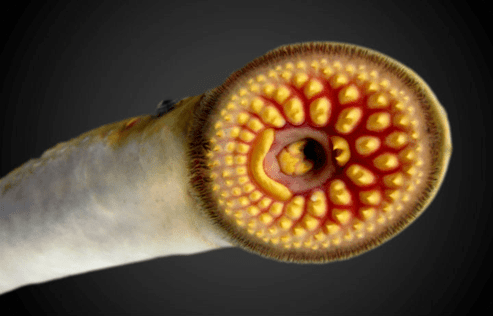 "血盆大口"七鳃鳗 3.6亿年前就存在的"坑鬼鱼"_中央研究院_北美_标本