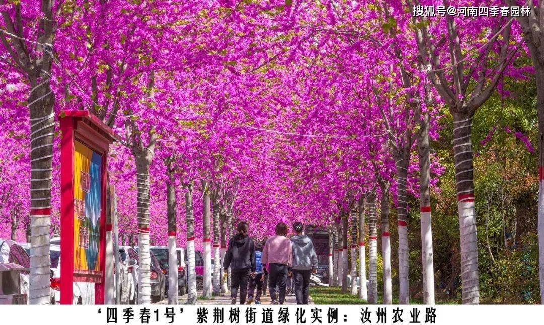 4排及以上"四季春1号"紫荆树栽植的好处是可以形成花荫隧道的效果.