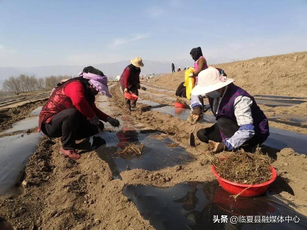 临夏县韩集镇人勤春来早种植艾草忙