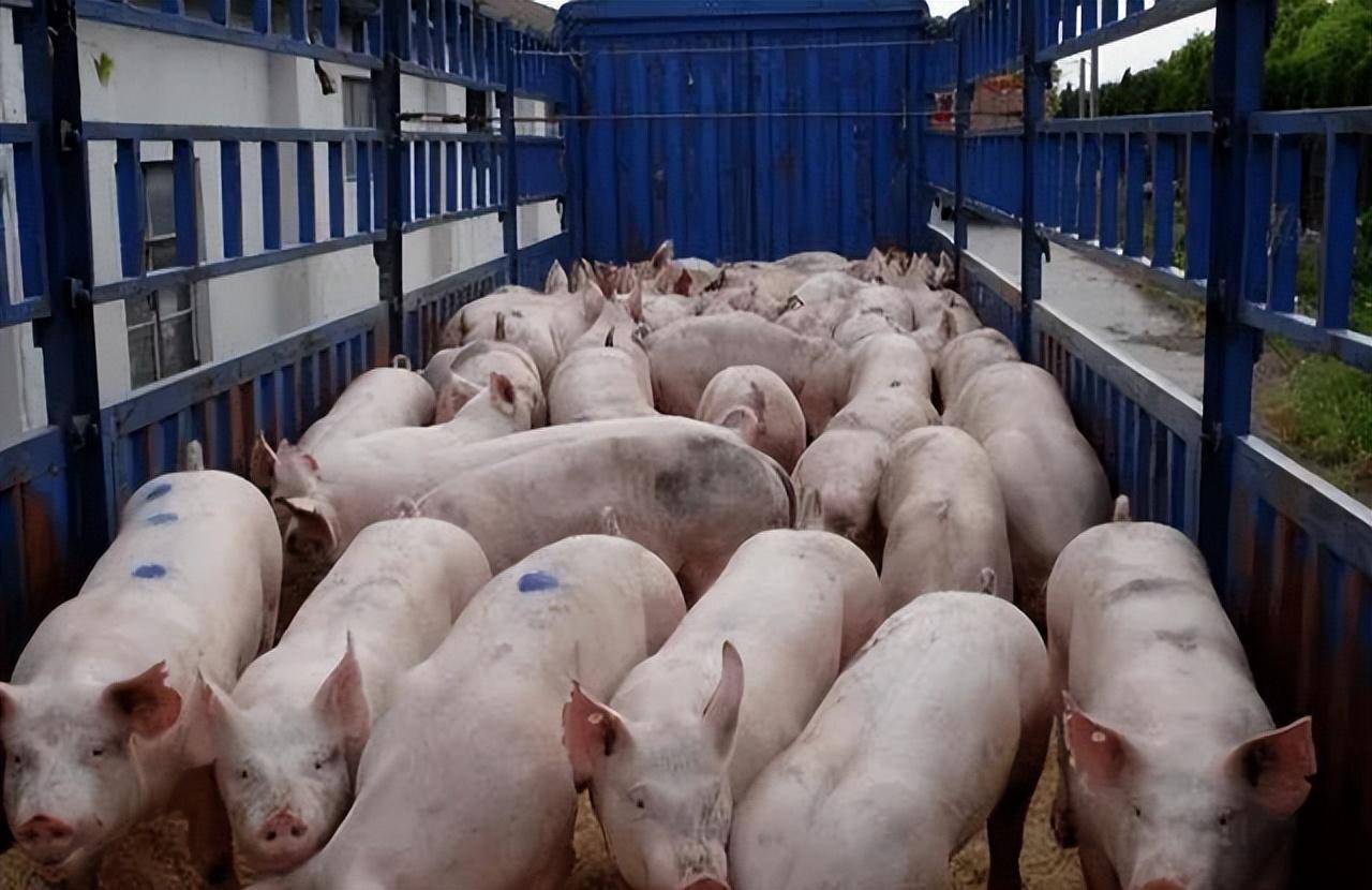 8月上旬生猪供给相对宽松;由于7月份生猪重点养殖企业的生猪出栏量