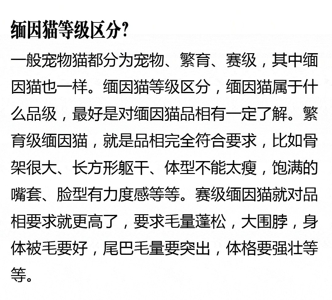 银渐层和缅因猫的串?出售纯种缅因猫?缅因猫的十大忠告?缅因猫遛猫?