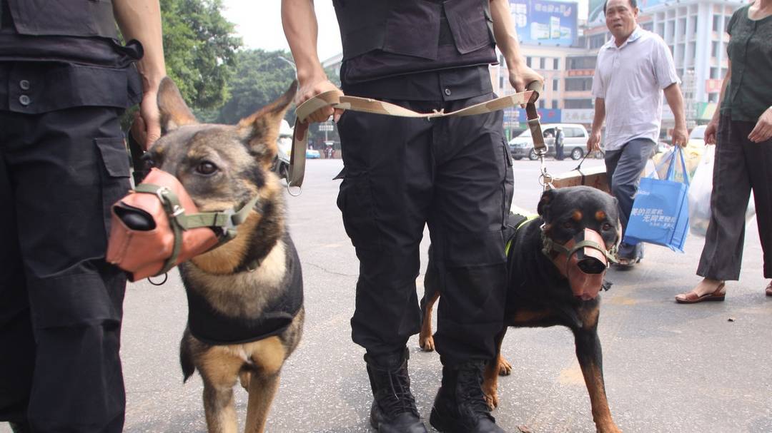 10月中旬,湖北公安在高速路,勋阳南段进行日常执勤,当天,警犬黑龙也