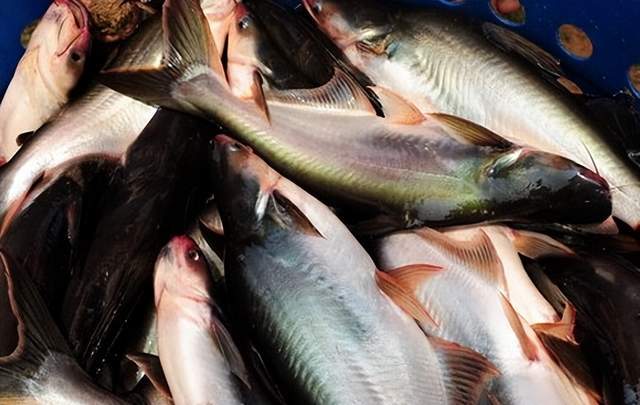 巴沙鱼产品快速抢占英国市场，或将替代狭鳕，广泛应用后对中国市场有何影响？
