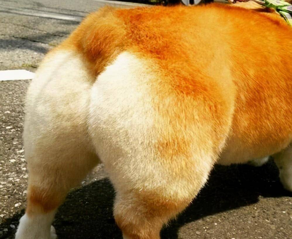 柯基因为“性感电臀”火爆网络，而有蓬松的尾巴则意味着主人将无法欣赏