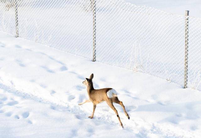 艳阳天里能“大雪纷飞”吗？艳阳天里为什么能下雪？蚂蚁庄园谜底