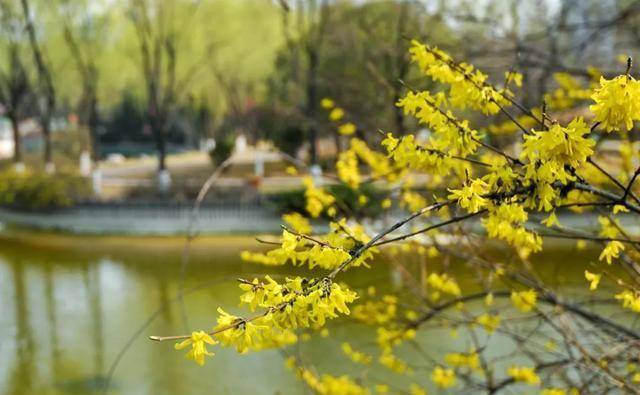 实香！西安地标换上“花衣裳”