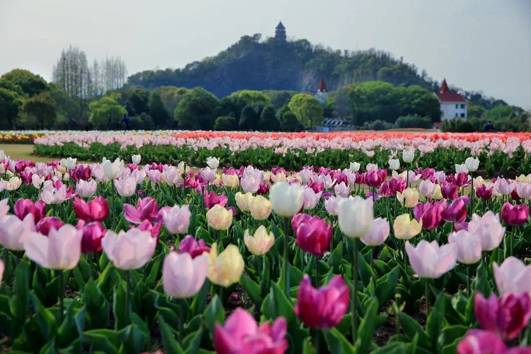 ������ɽҼ��-��ɽҼ����¥��ح �Ϻ��ɽ���ɽҼ�Ż�ӭ��ح ...