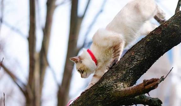 猫咪单侧鼻孔流鼻涕