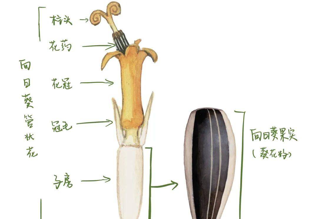 为什么中国人不克不及没有它过年呢？