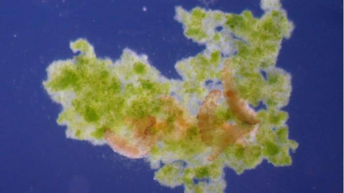 华为手机时钟停止运行
:研究发现水熊等缓步动物在遭遇冷冻时可停止衰老-第2张图片-平心在线