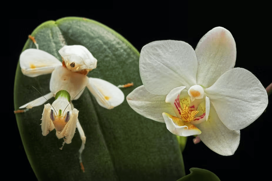 “假装巨匠”、比花还都雅……那种虫豸，我猜你必定没见过！