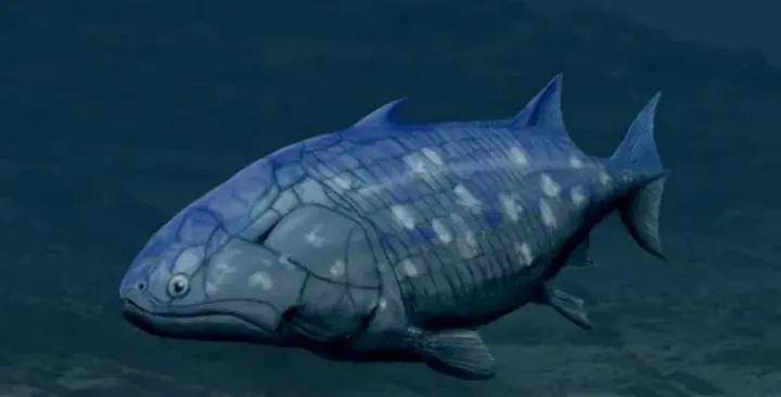 为什么哥布林鲨 用了1.3 亿年都没进化出聪慧，人类区区几百万年就能做到？