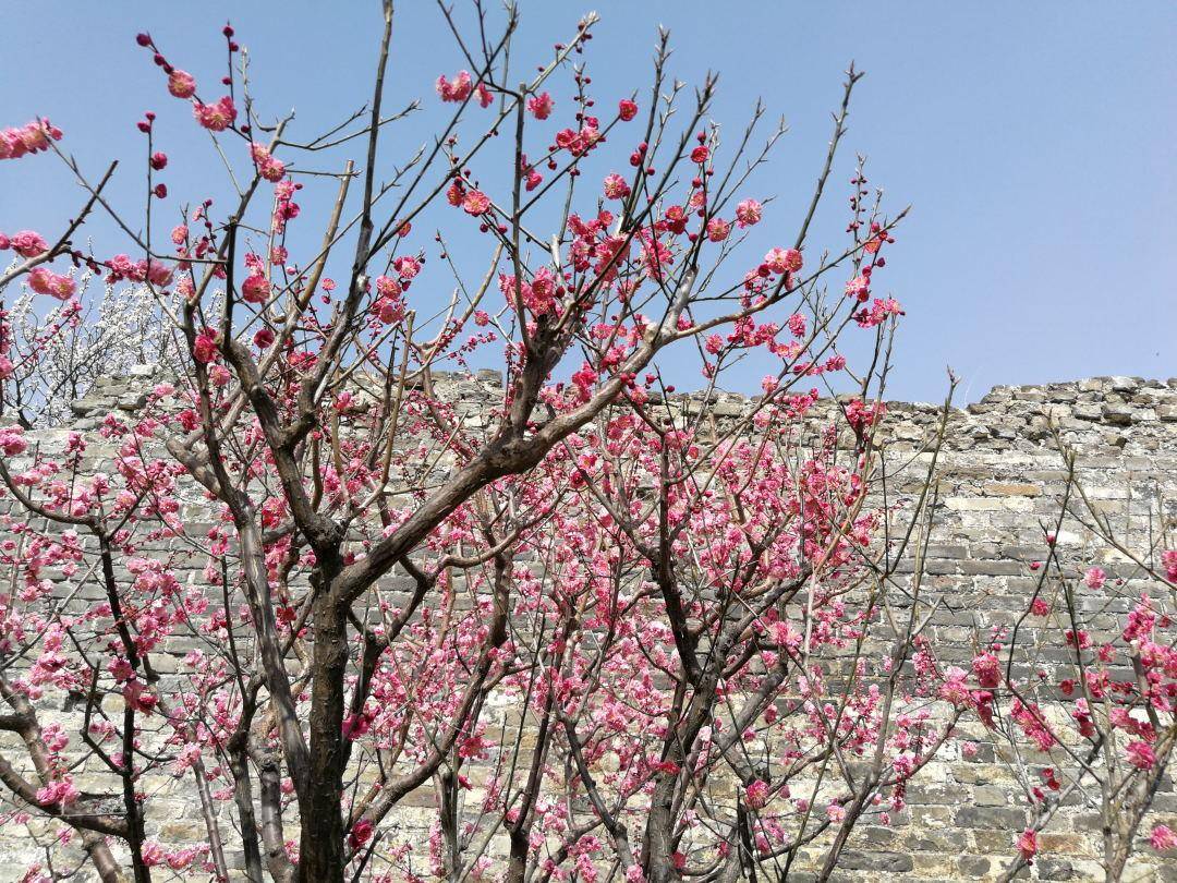 春日赏花图鉴，北京那片梅花即将盛开，就在二环里