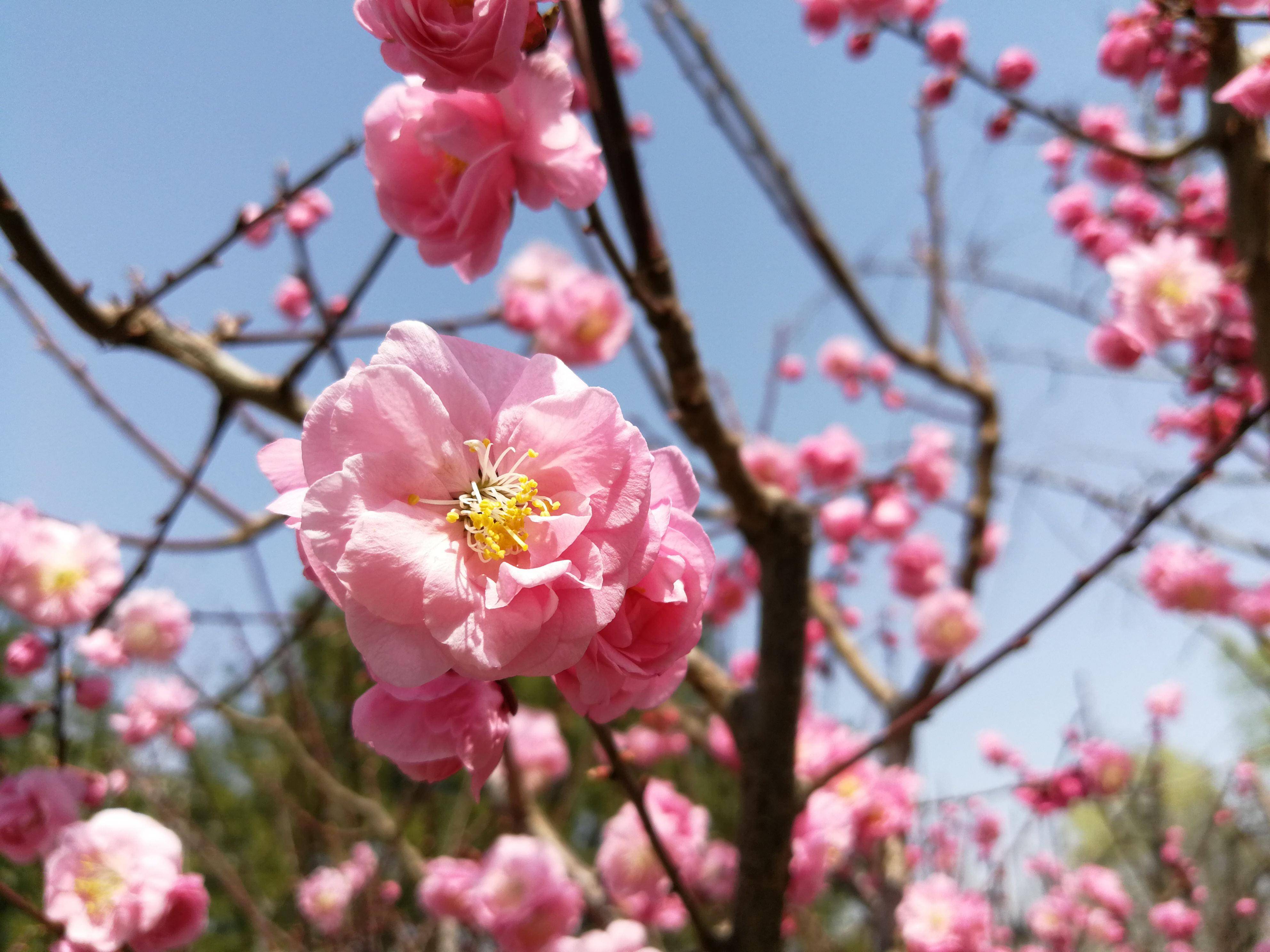 春日赏花图鉴，北京那片梅花即将盛开，就在二环里