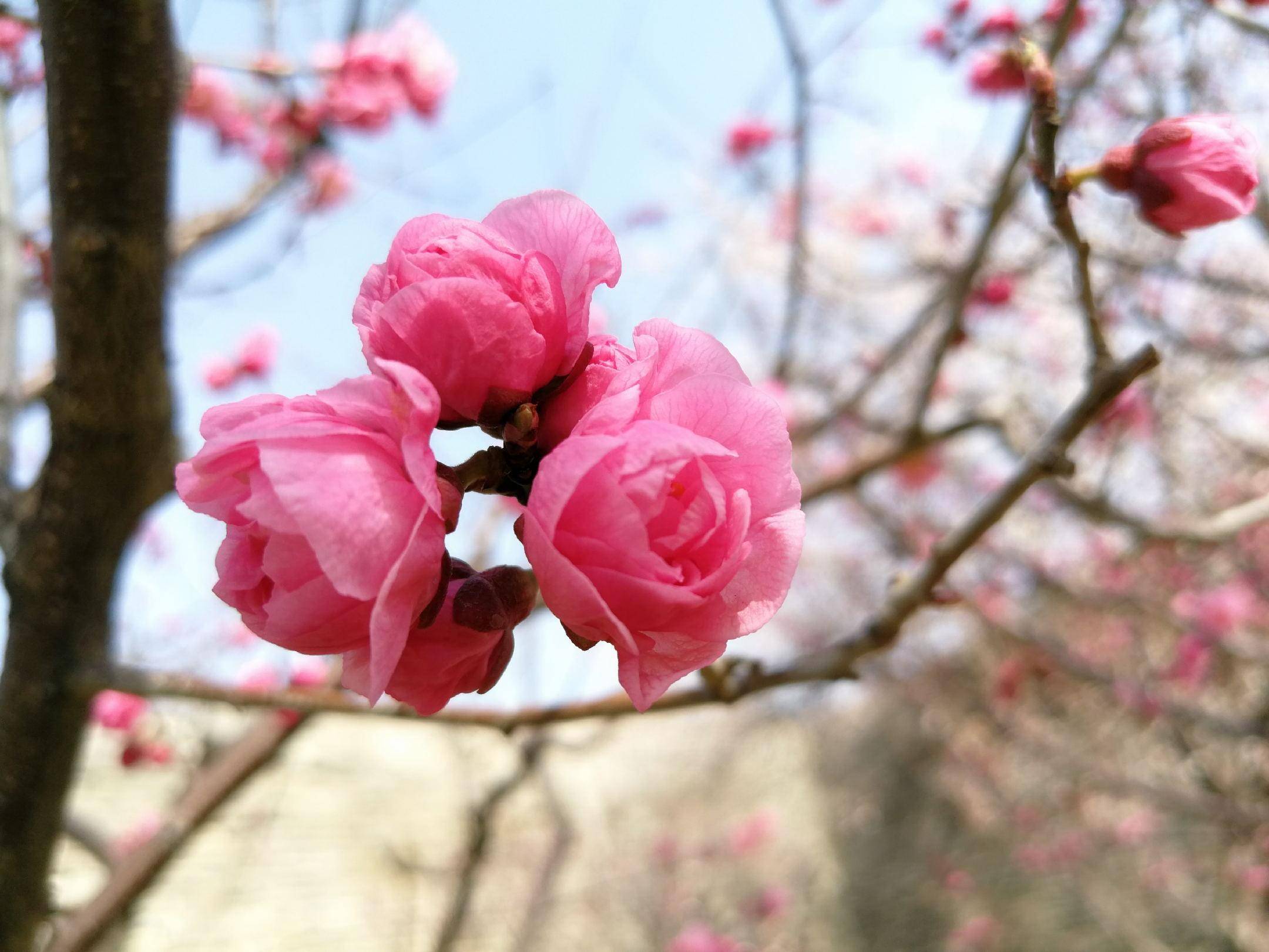 春日赏花图鉴，北京那片梅花即将盛开，就在二环里