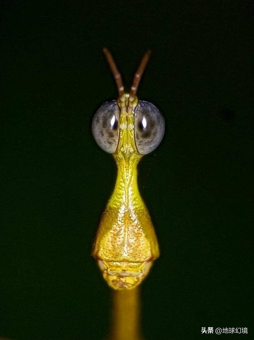 世间罕有生物_世界罕见生物_苏泊罕大草原有湖吗