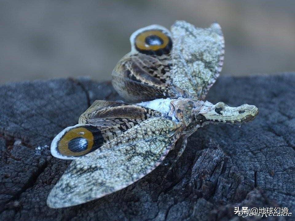 苏泊罕大草原有湖吗_世间罕有生物_世界罕见生物