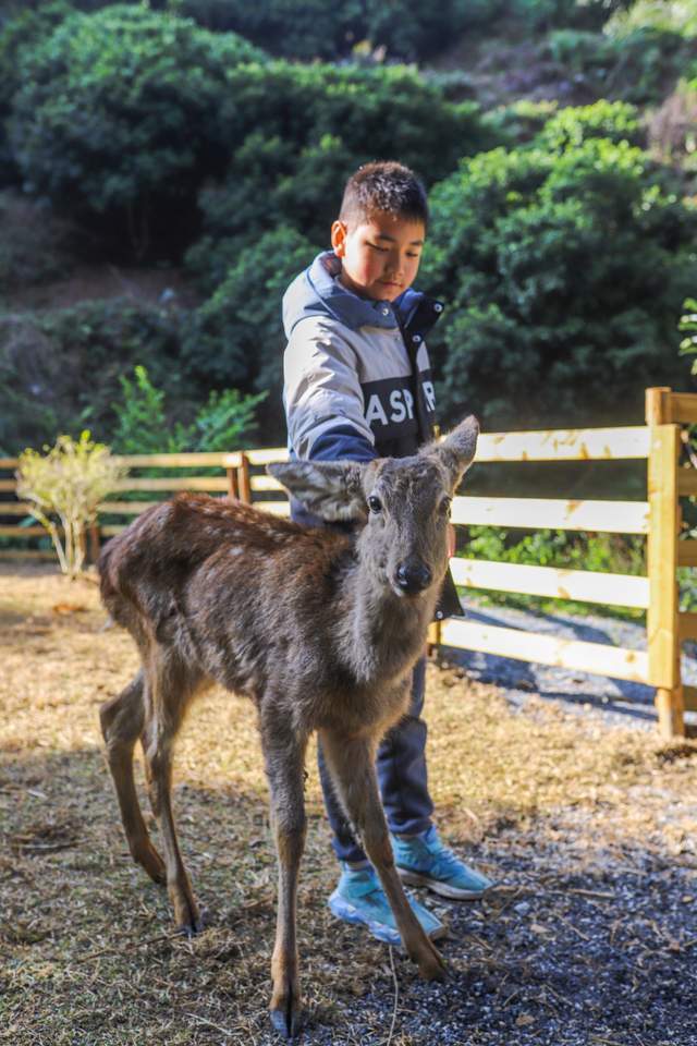 广州周边亲子游，体验“奈良”喂鹿，拎娃即玩精致露营攻略