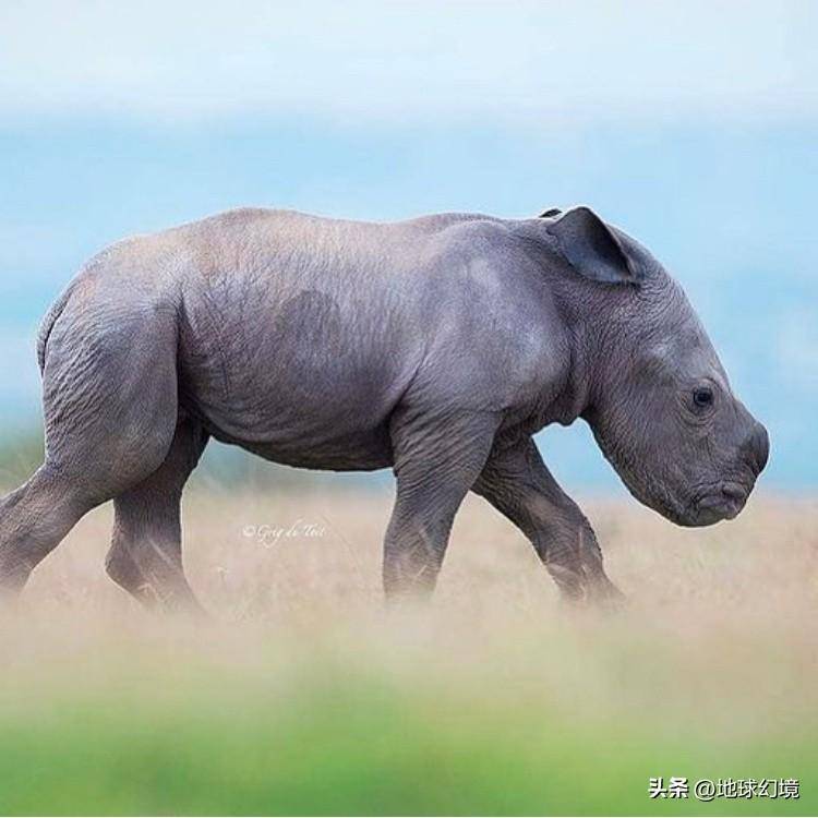 世间罕有生物_世界罕见生物_苏泊罕大草原有湖吗