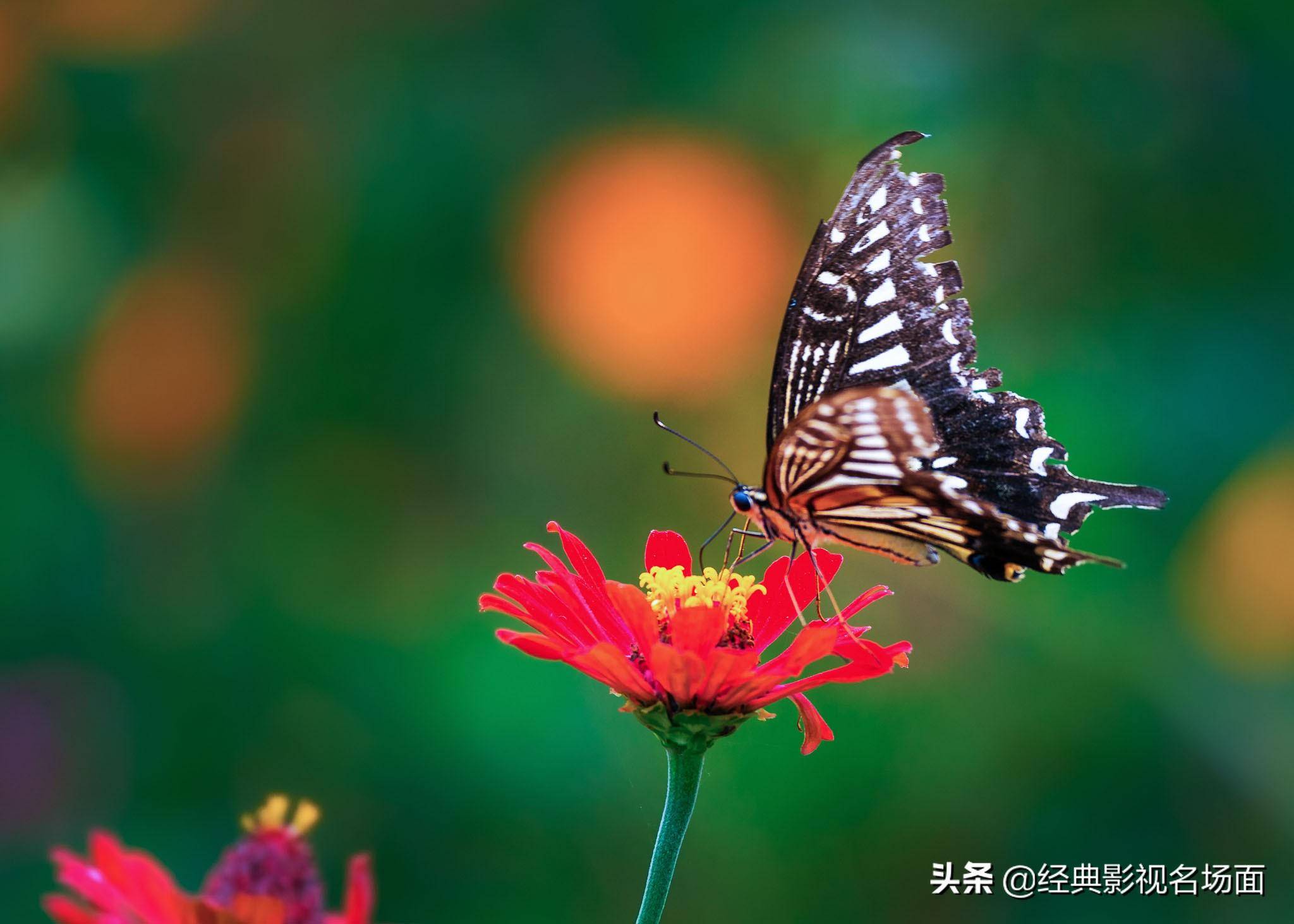 蝴蝶同党上的图案有什么用？蝴蝶为什么喜好在花丛中飞来飞去？