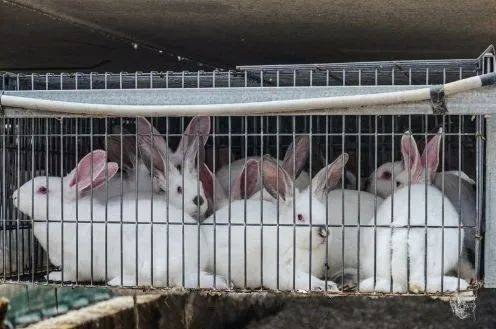 贵州茗阳农业阐发养殖兔的现状