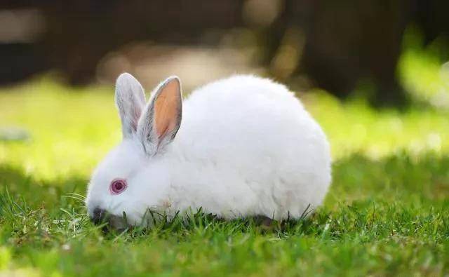 一年产仔11次，一次消费10几只，兔子为安在我国活不外童年？