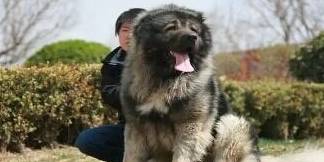 原创
            全世界体型最大的狗，平均体重150斤，战斗力比藏獒还强