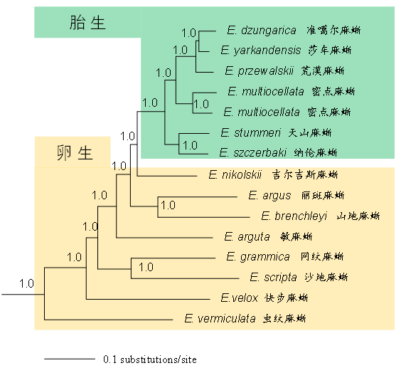 先有蜥蜴仍是先有蛋？从准噶尔麻蜥的繁衍体例说起丨额河科考