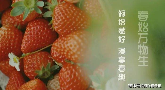 绍兴交友局|第1期春始万物生,俯拾莓好,漫享春趣活动起头报名