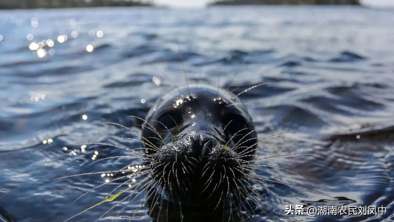 国外里海海豹大规模逝世