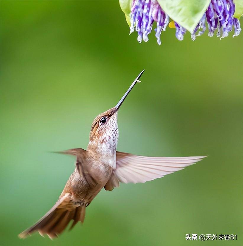 每日一动物：钩嘴铜色蜂鸟「gōu zuǐ tóng sè fēng niǎo」