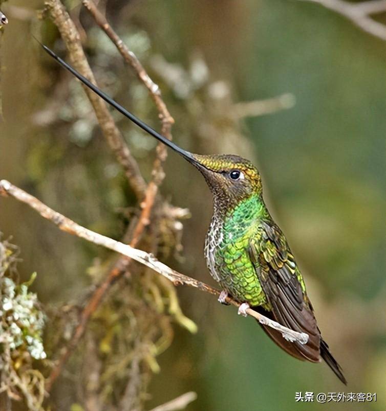 每日一动物：钩嘴铜色蜂鸟「gōu zuǐ tóng sè fēng niǎo」