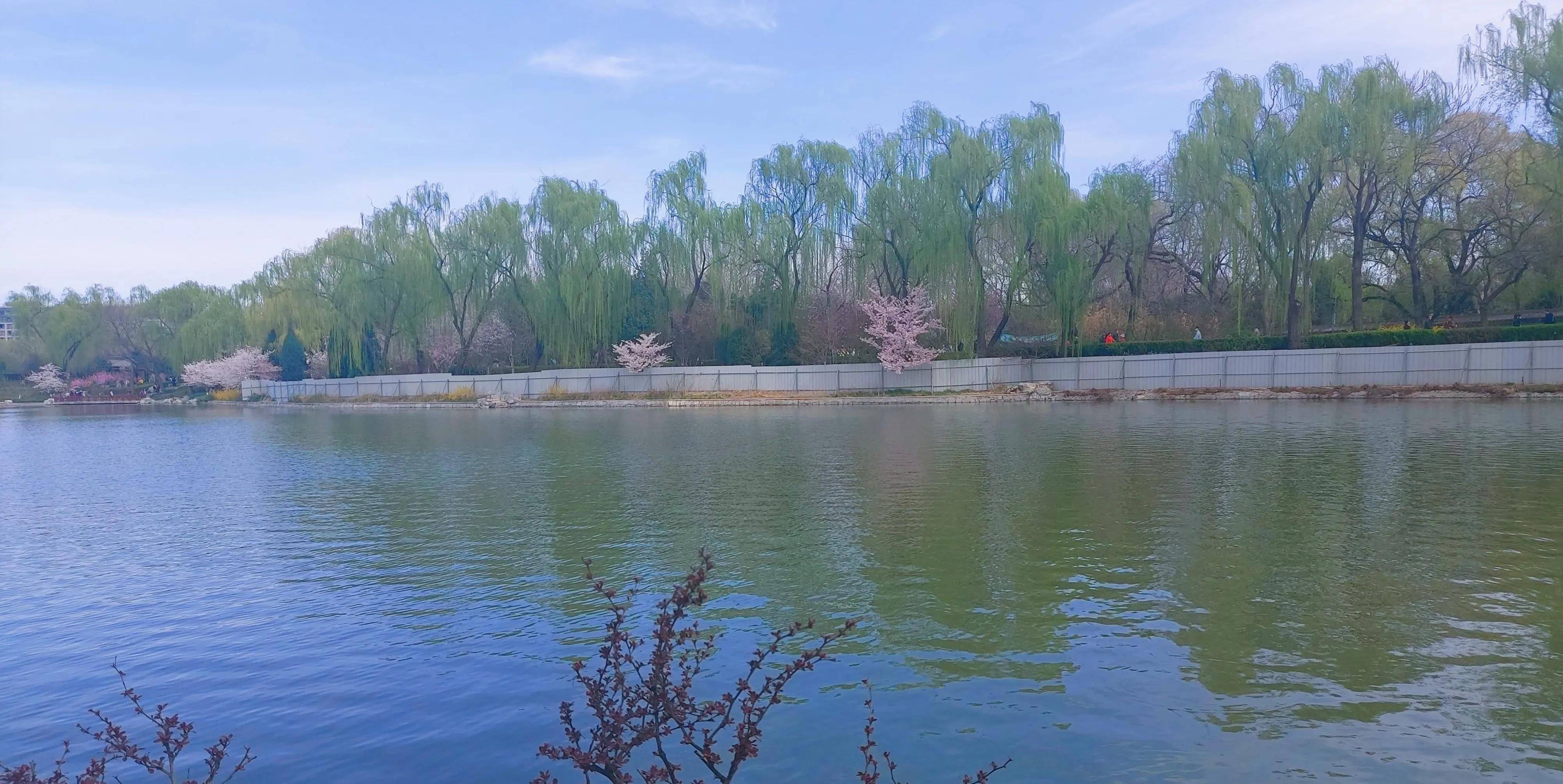 玉渊潭樱花节：水嵋潭幽三千尺，不及樱花送我情