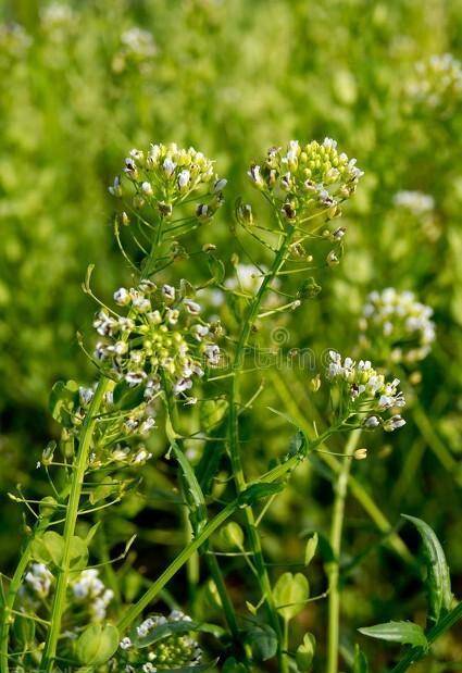 6种野菜不消买，路边转一转，挖回好几斤