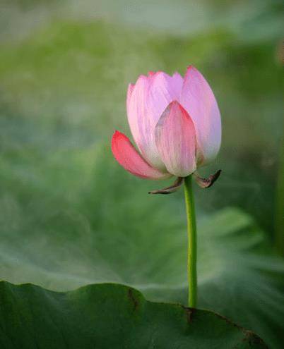 截至2月15日，4生肖桃花满满，事业有成，财气利市，生活充足