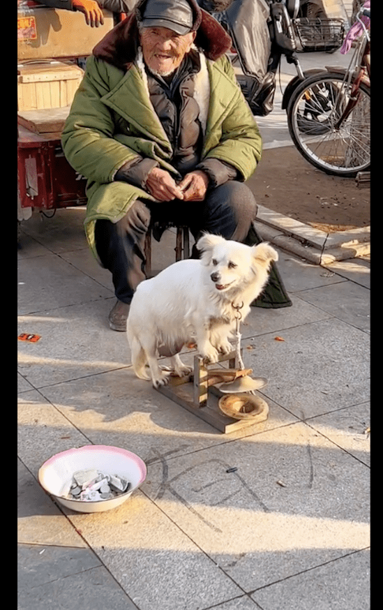 原标题：老人带着怀孕狗在外面卖艺，只要有人投钱它就会敲锣，真不容易！