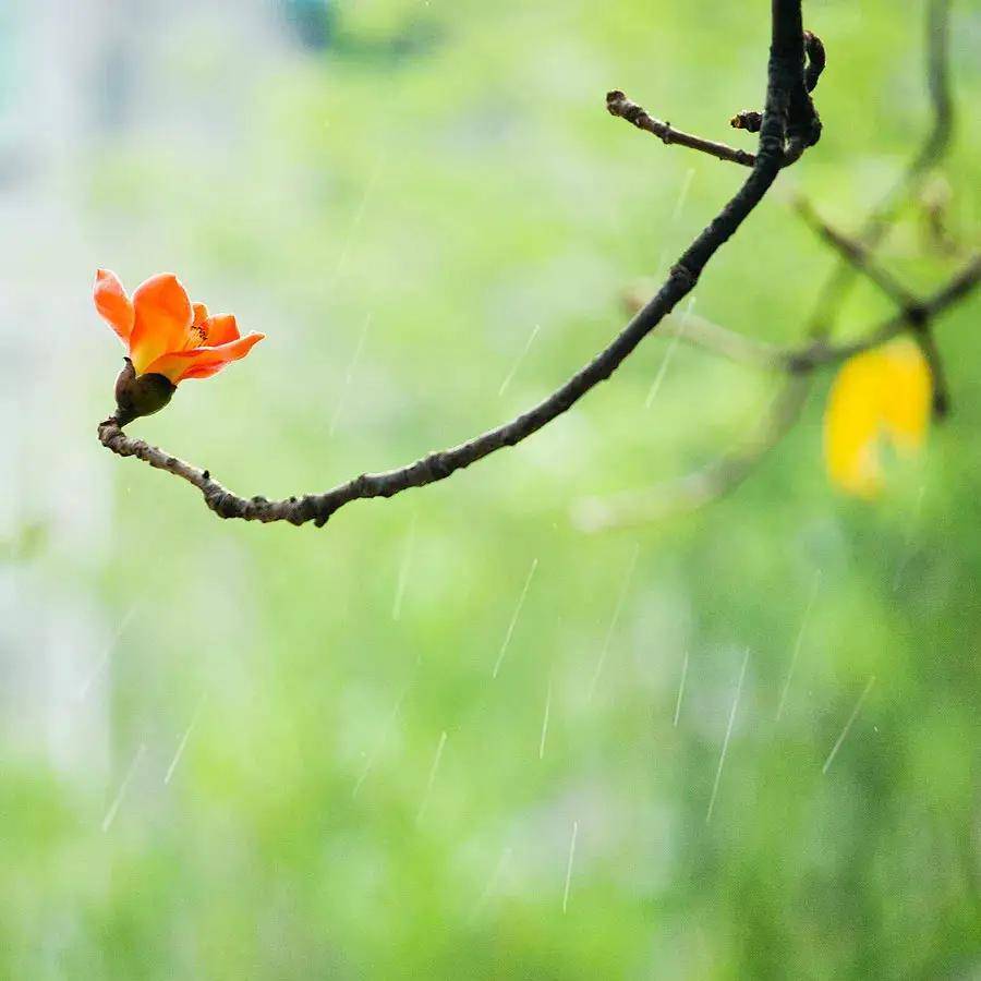 雨水至、万物初萌、静待春暖花开