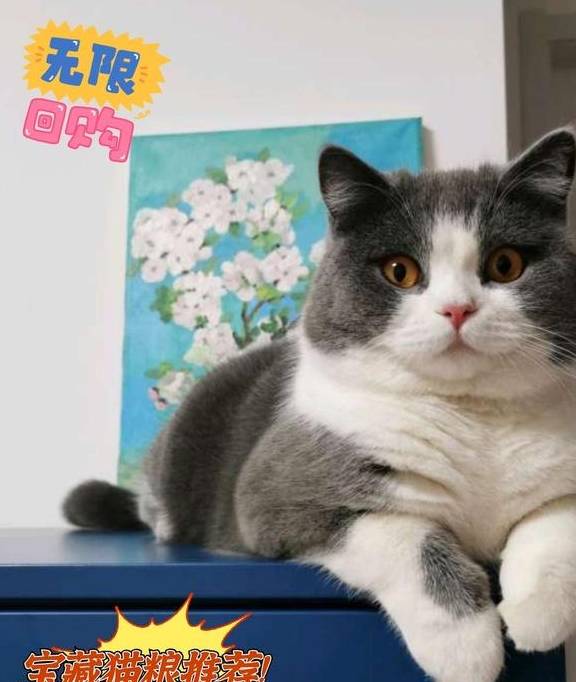 原创猫粮哪个牌子好？国产宝藏猫粮分享，便宜又好吃的猫粮推荐！