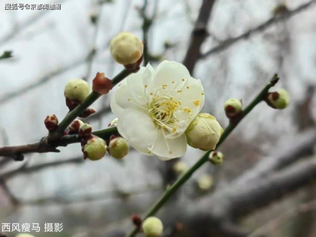 摄影配诗：茵陈（外两首）