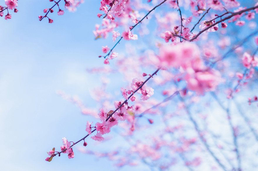 【诗词鉴赏】阳春三月春暖花开，在桃红柳绿中，感触感染春天的美妙！