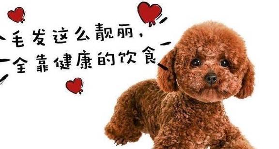 泰迪犬呈现那“5种情况”，申明该给它补钙了！