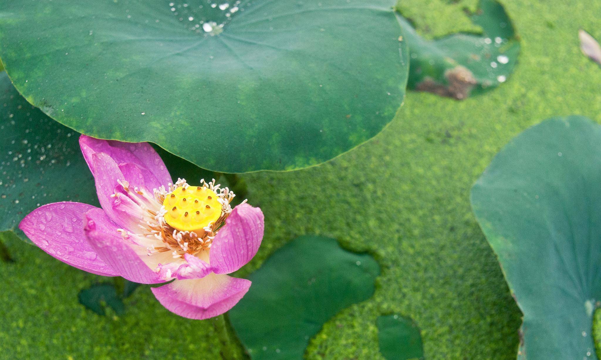 绿叶浮摇舞蹁跹，红莲浅笑态娇妍。四组咏荷诗词