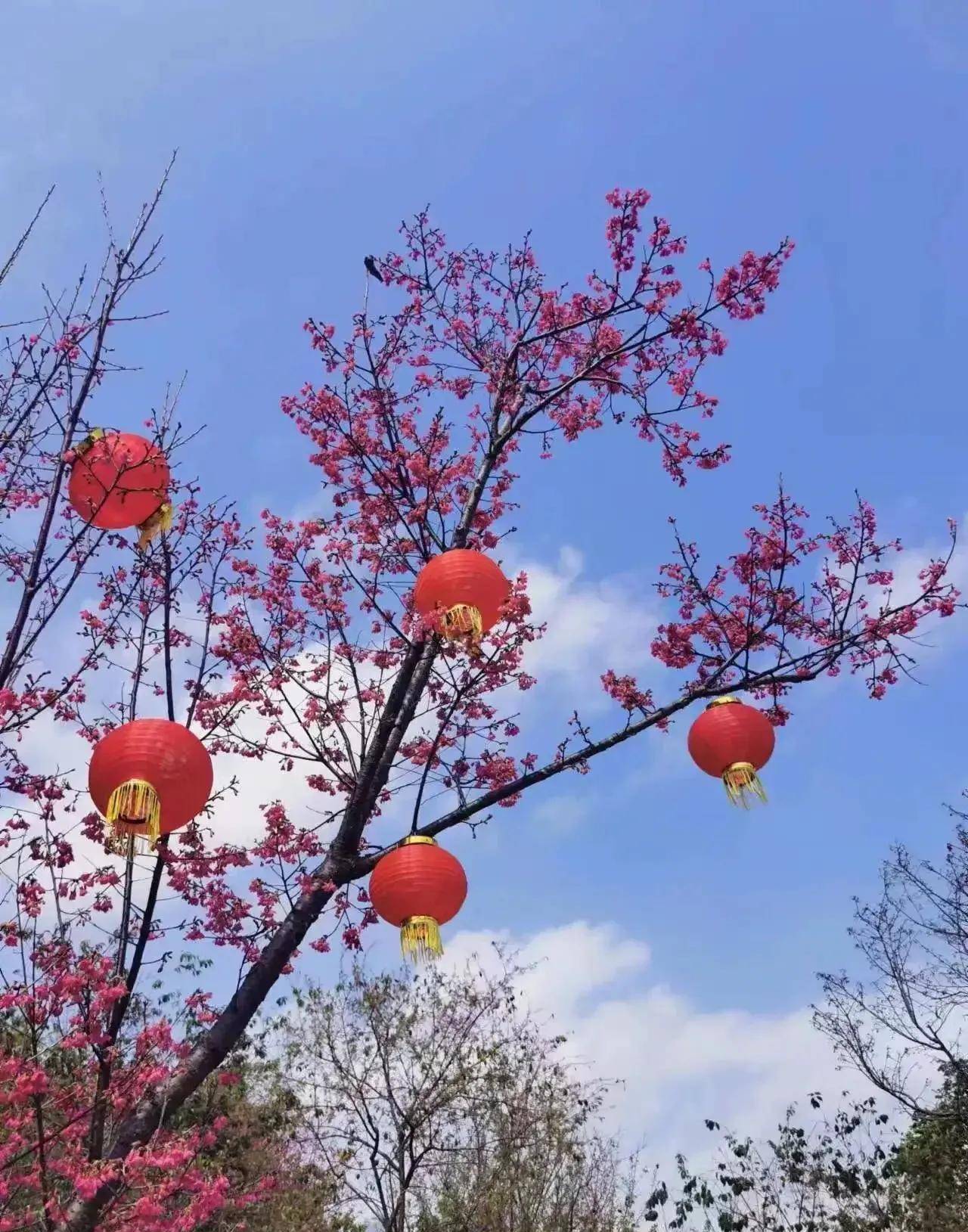 青秀山光景区又一个好去向～夜樱之梦，你去过了吗？