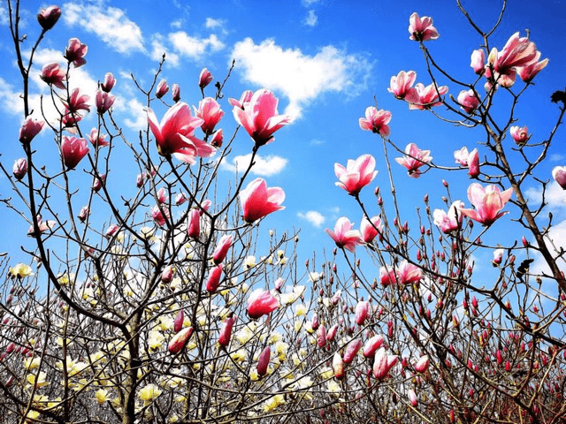 春满怀宁百花开，保藏那份春游怀宁赏花攻略，带你玩转怀宁的春天！